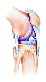 Knee ligament injury treatment in Los Angeles